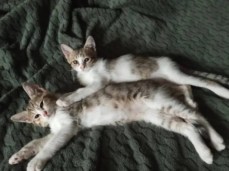 Котята 3 месяца ищут дом — Батуми