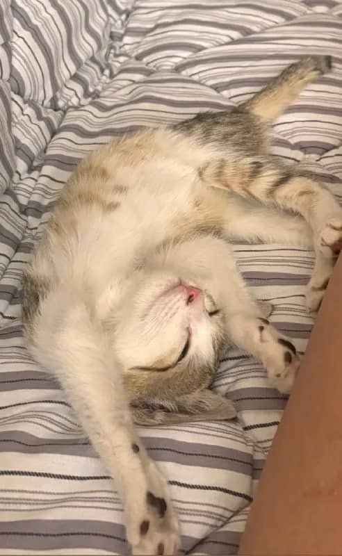 Котёнок Зидан ищет дом — Тбилиси