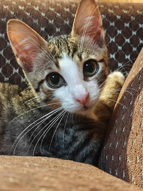 Котёнок 2 месяца ищет дом — Батуми