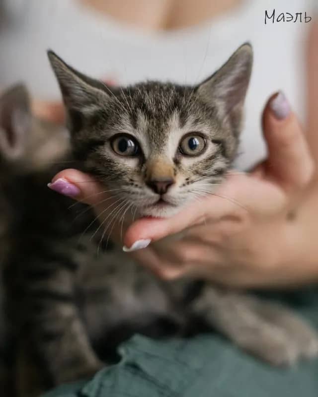 Маленькие котята ищут семью — Тбилиси