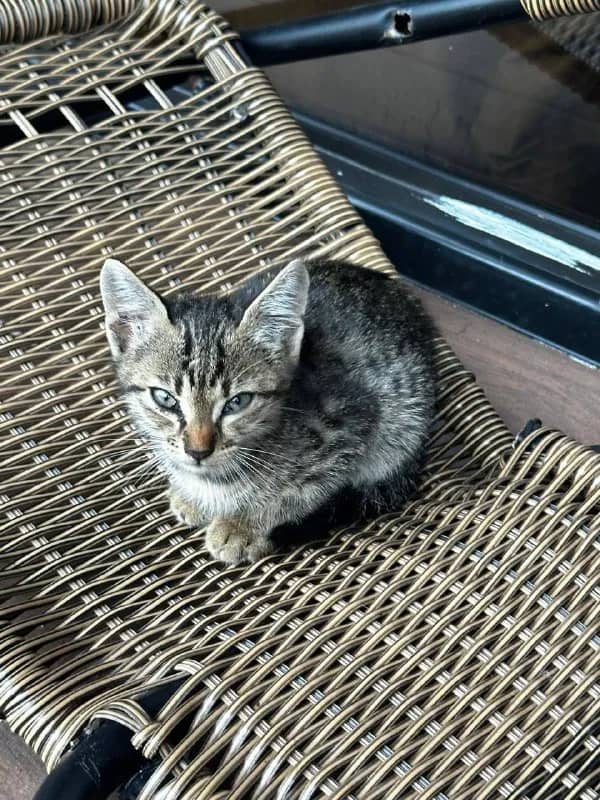 4 замечательных котят. Когда малышам исполнилось примерно месяц, мама-кошка принесла их к нам во дво — Батуми