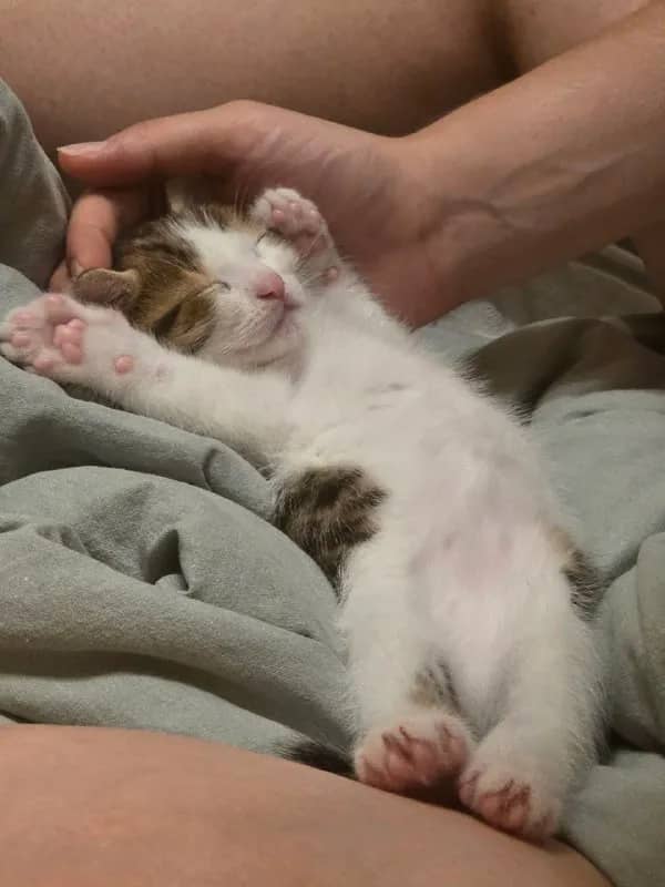 1 месяц. Котенок домашний, приучен к лотку, очень тактильный, любит находиться в компании людей, без — Батуми