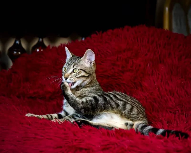 Котёнок Санни 5 месяцев, привит, ласковый — Батуми