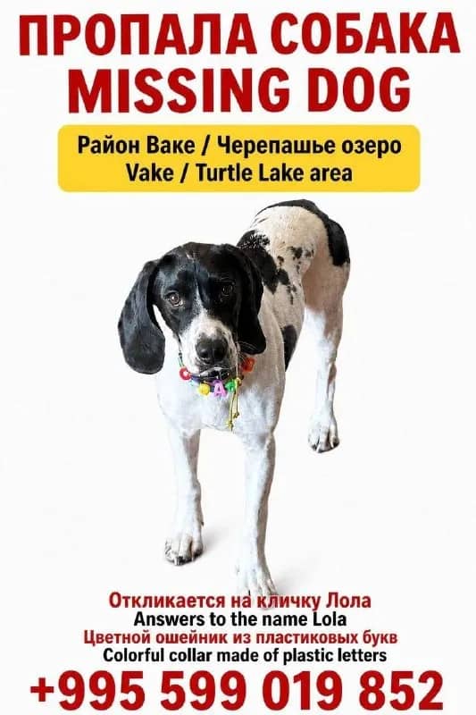 Привет, ребят. Вчера днём пропала собачка, распространите пожалуйста🥺 — Тбилиси