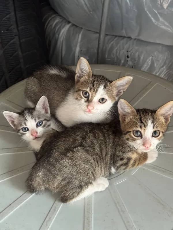 Маленькие котята ищут дом — Батуми