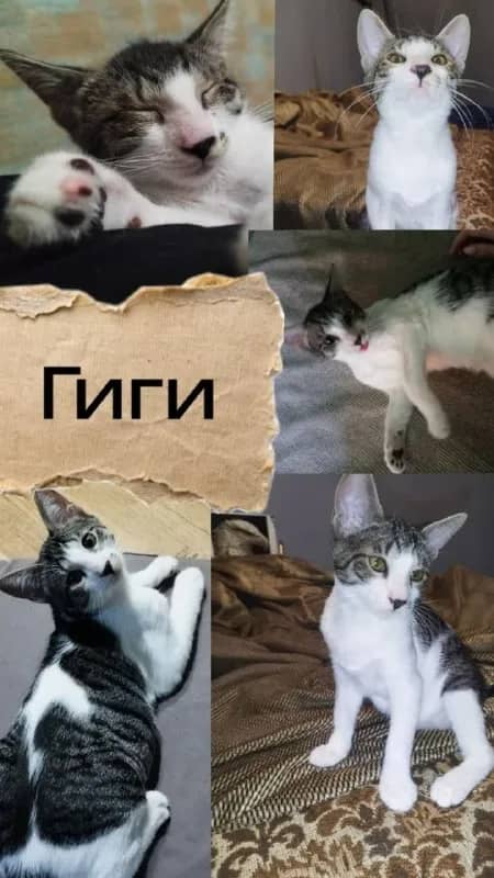 2 взрослых кота. Возможно, именно вы сможете подарить хотя бы одному котёнку дом и любящую семью. — Тбилиси