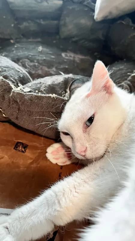 Кошка Луми ищет дом — Батуми