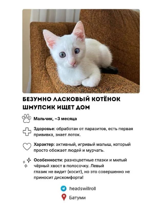 Котёнок Шмупсик ищет дом — Тбилиси