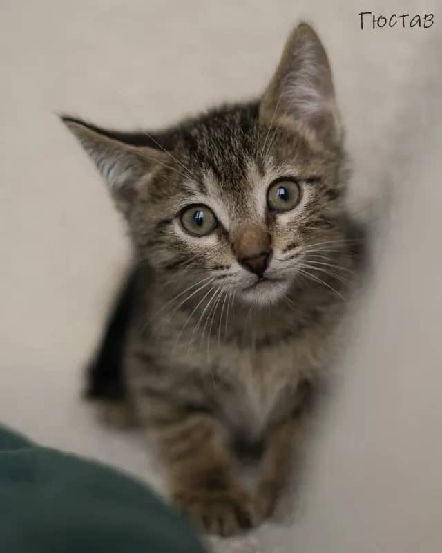 2 месяца. — Тбилиси