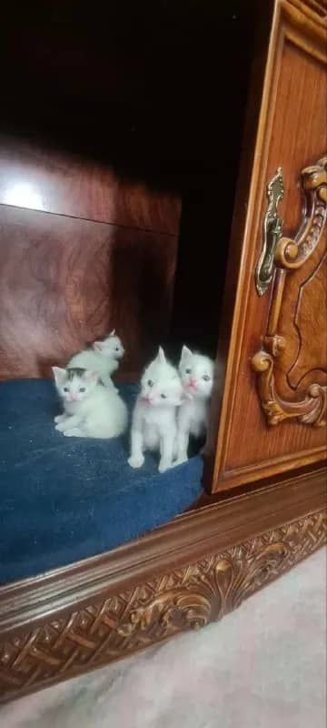 3 девочки — Ереван