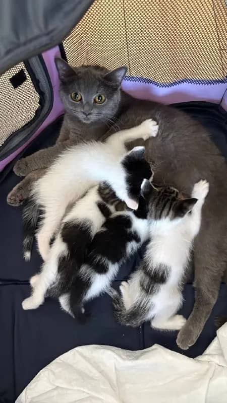 Котята 4 месяца ищут дом — Стамбул