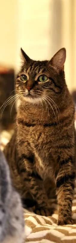 Кошка Соня ищет дом — Батуми