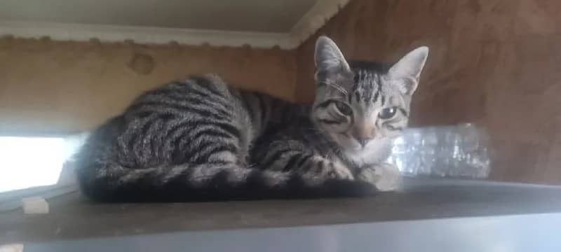 09.09.2026) потерялся кот. Ушел около 12:00–13:00 и до сих пор не пришел. Котенку примерно 6-7 месяц — Батуми