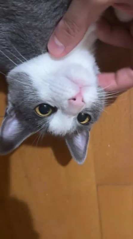 Кошка Вишня 5 месяцев ищет дом — Батуми