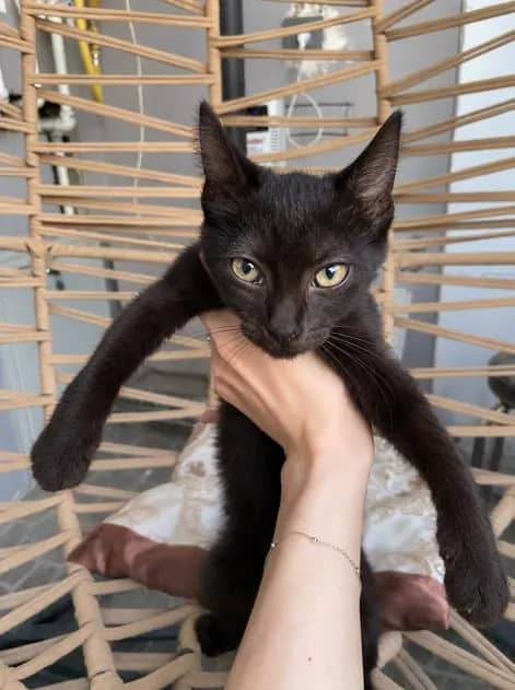 Котенок 2 месяца ищет семью — Батуми