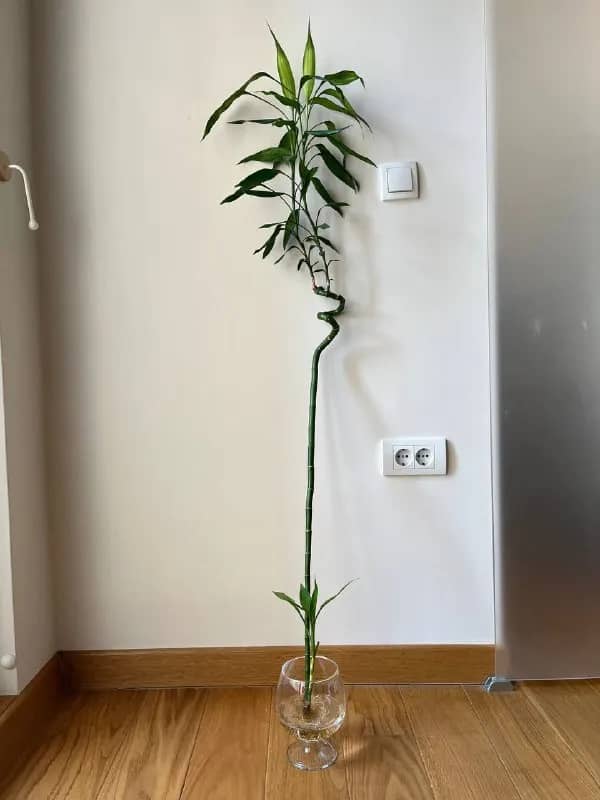 lucky bamboo — Белград — 1 000 дин