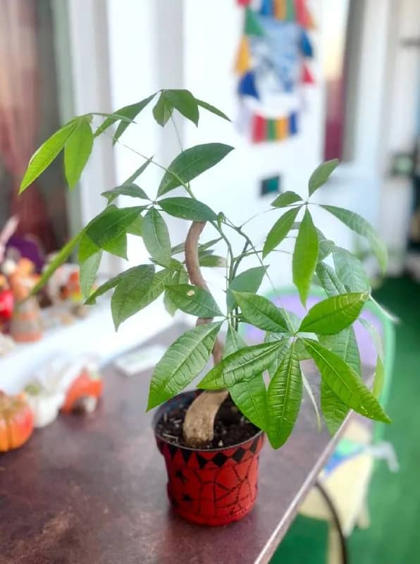 Pachira aquatica — Ереван — 7 000 ֏