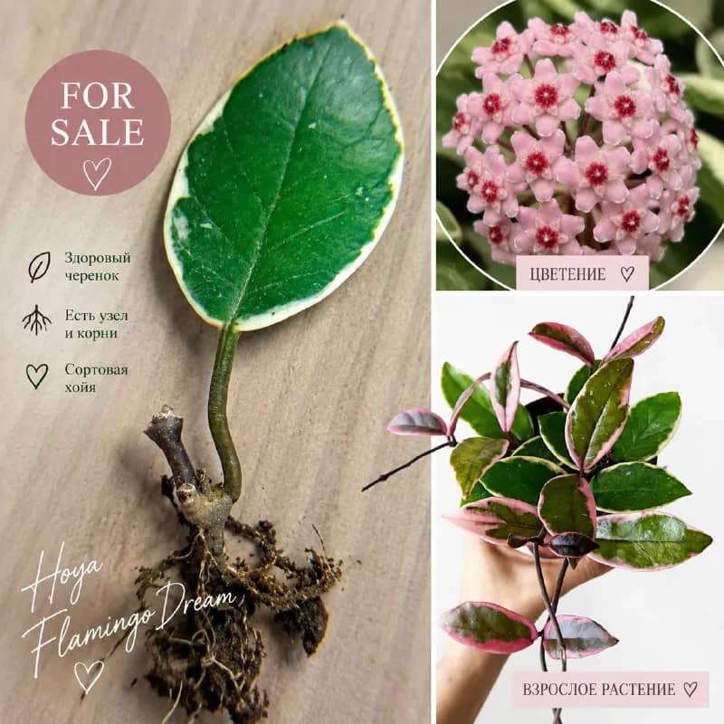 Hoya carnosa ‘Flamingo Dream’) 50 лари, на фото пример взрослой красотки, будет с розовым варом — Тбилиси — 50 ₾