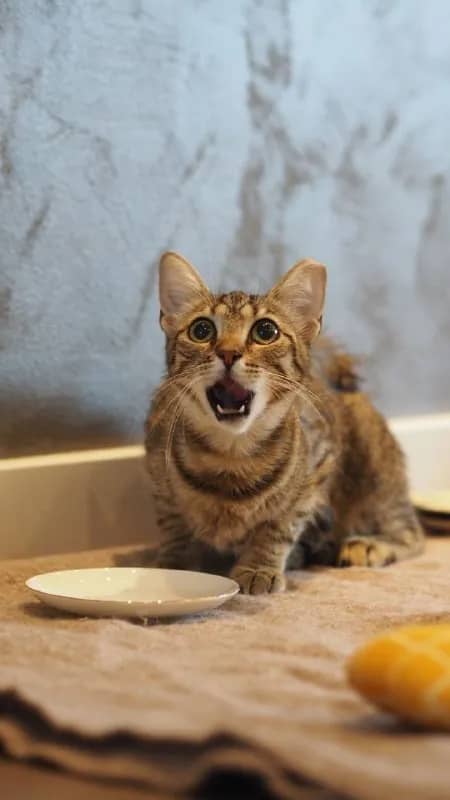 FIV/FeLV — Белград