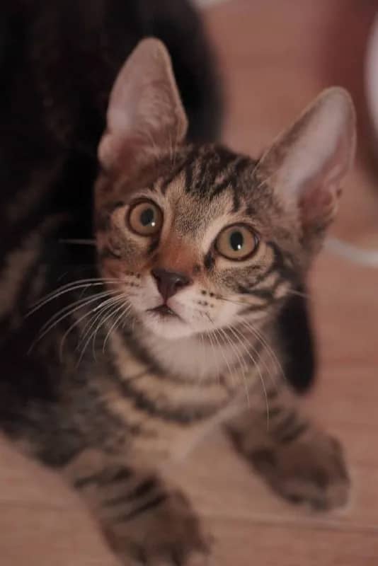 kitten_batumi_tg, чтобы познакомиться с будущей легендой вашего дома 🫶🏻 — Батуми