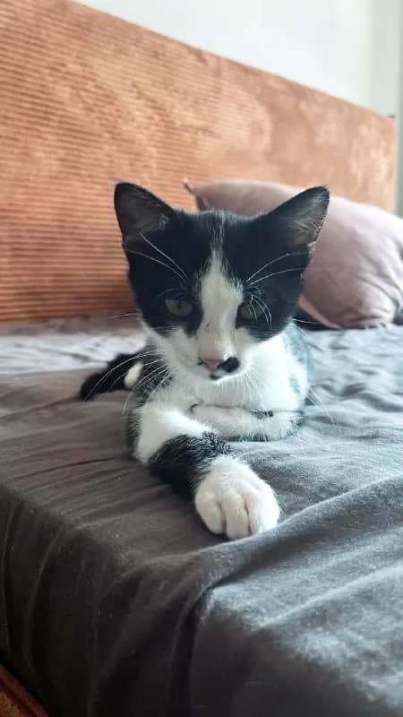 Котёнок 3.5 месяца, хулиган и растоман — Батуми