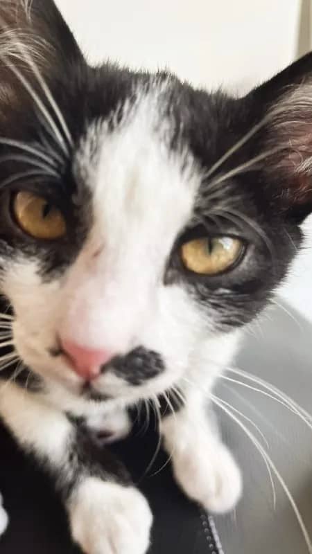 Котёнок 3.5 месяца, хулиган и растоман — Тбилиси