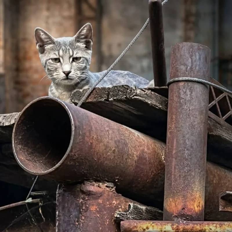Котята 3 месяца ищут дом — Ереван