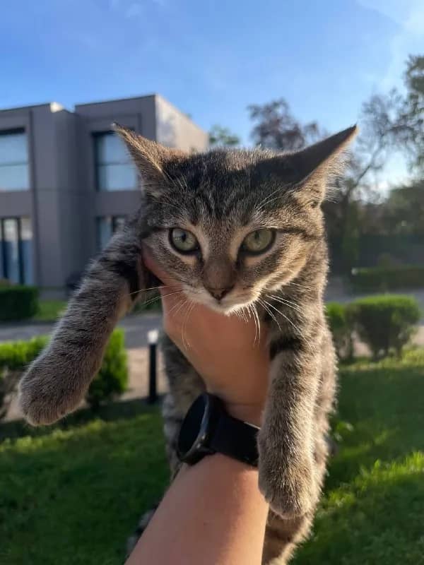 Котята 3 месяца, игривые, здоровые — Батуми