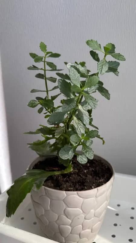 Каланхоэ, цветет желтым — Батуми — 20 ₾
