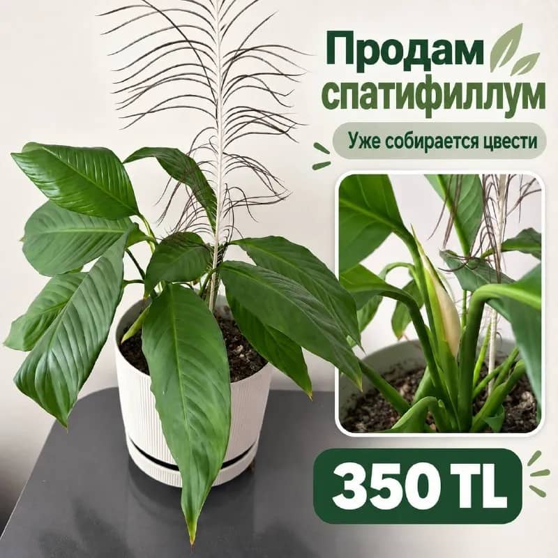 Цветок спатифиллум Коньялты, Торос — Анталия