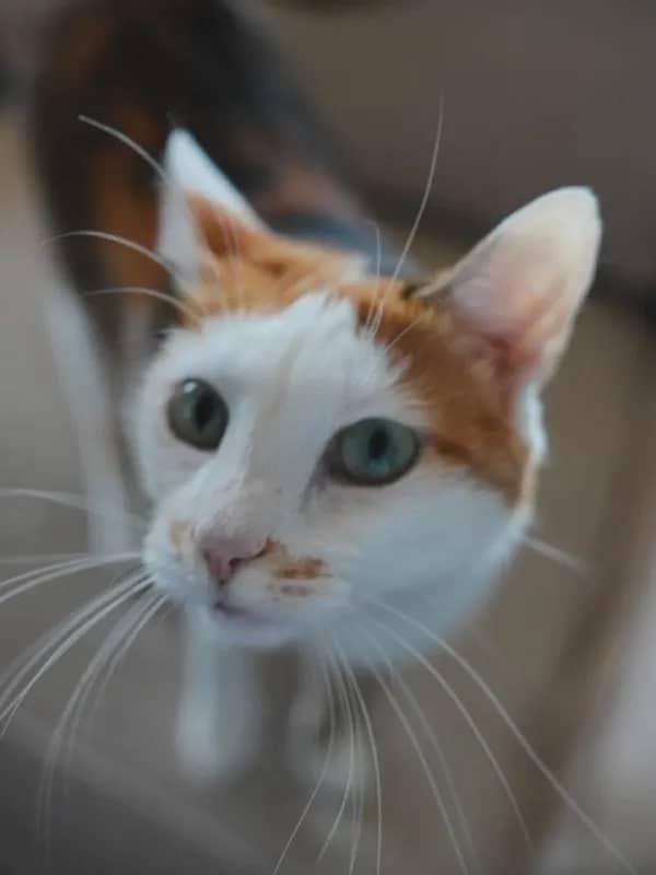 Ласковая, игривая и изящная кошачья натура 😼 — Белград