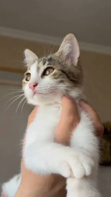Котята 5 месяцев, привиты, приучены к лотку — Тбилиси