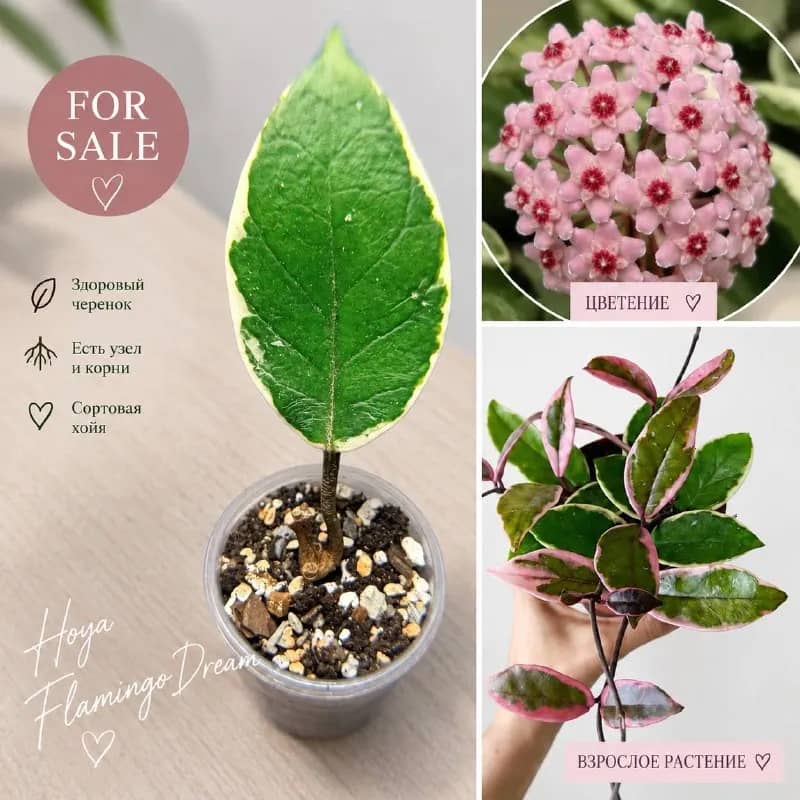 Hoya Flamingo Dream, Hoya australis ‘Lisa’ — Тбилиси — 50 ₾
