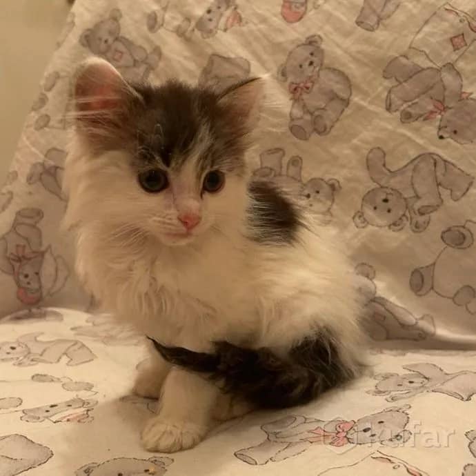 Котёнок 1,5 мес — Минск