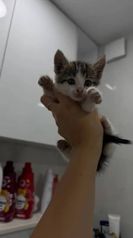 Двух котят — Батуми
