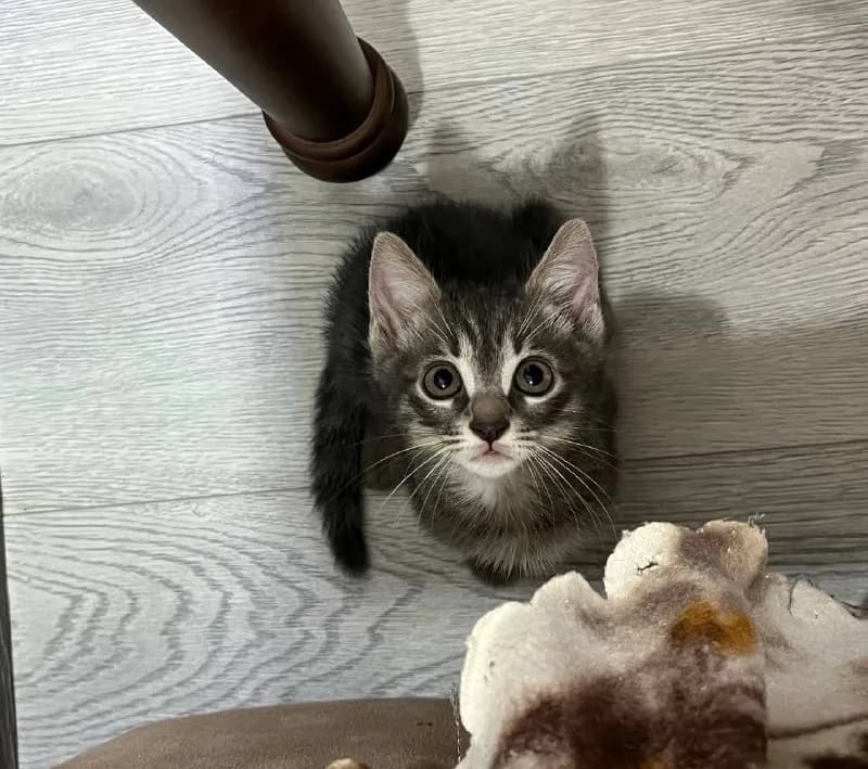 Ласковый котенок ищет дом — Батуми