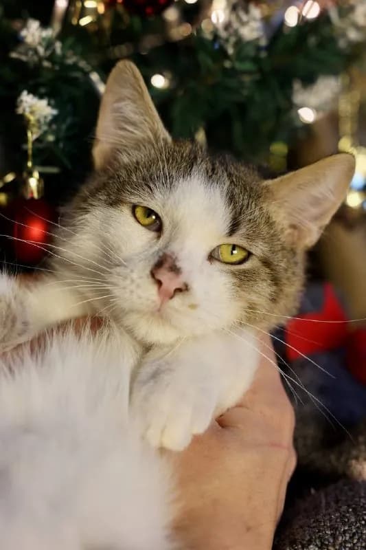 Котёнок Гладюша 6 месяцев — Батуми