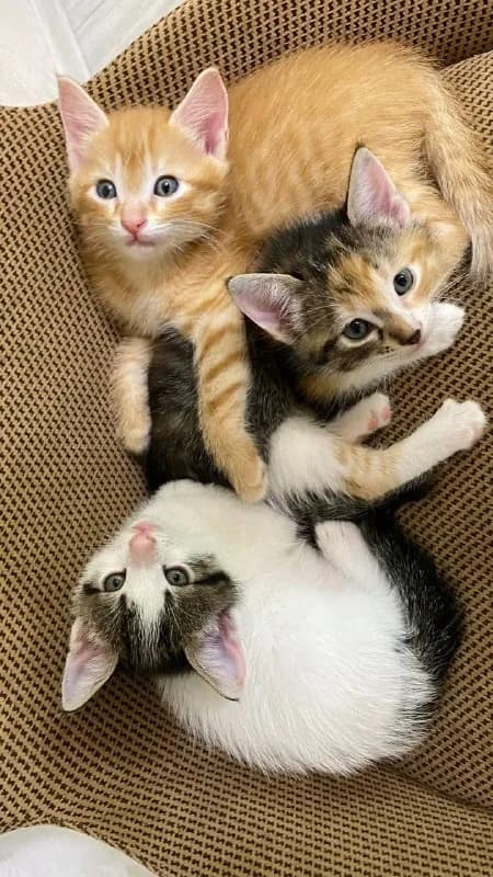 Котята в добрые руки — Батуми