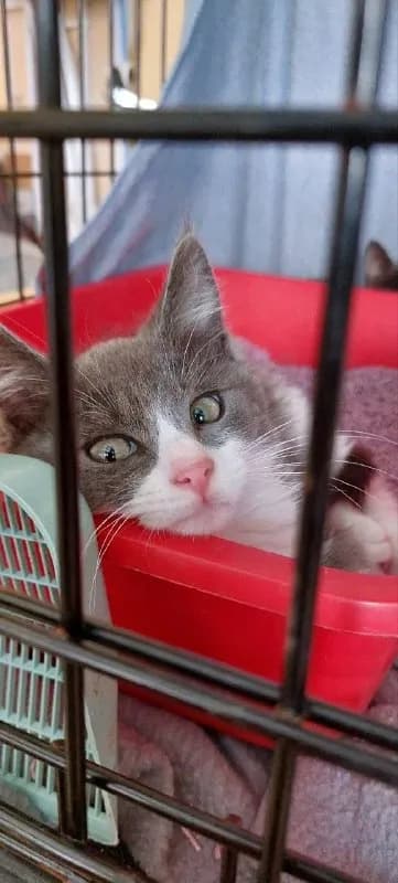 Котёнок Барни, ласковый, привит — Тбилиси