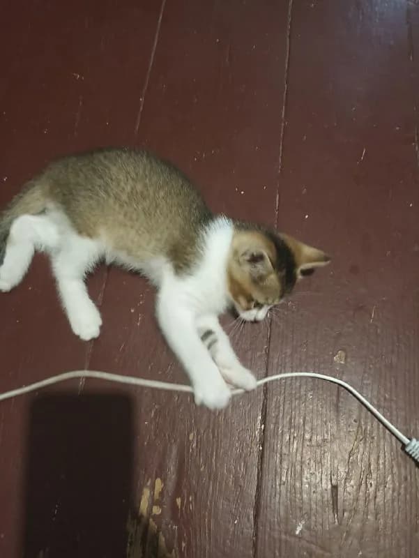Котята 2 месяца — Батуми