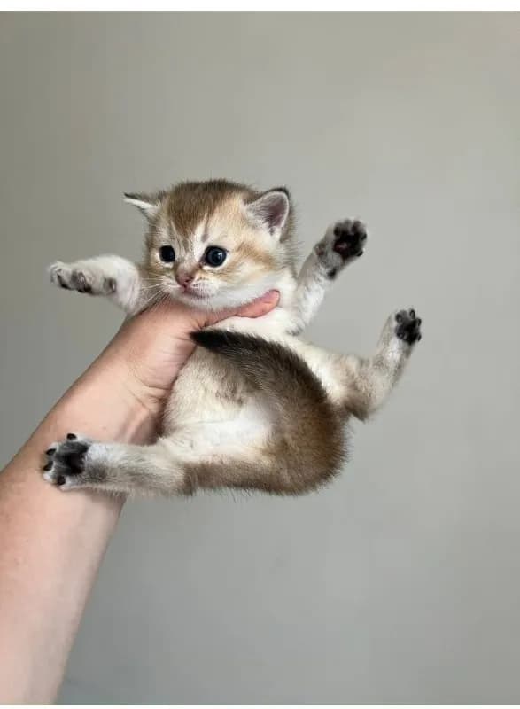 Scottish Straight cat (шотландская прямоухая кошка) Все девочки. Дата рождения 25 мая. — Батуми