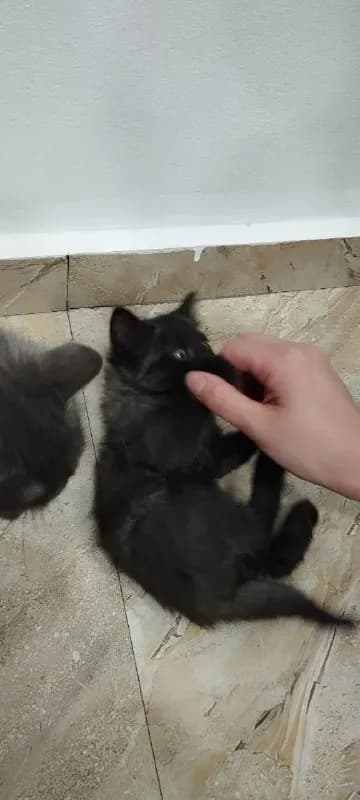Котенок бесплатно — Батуми
