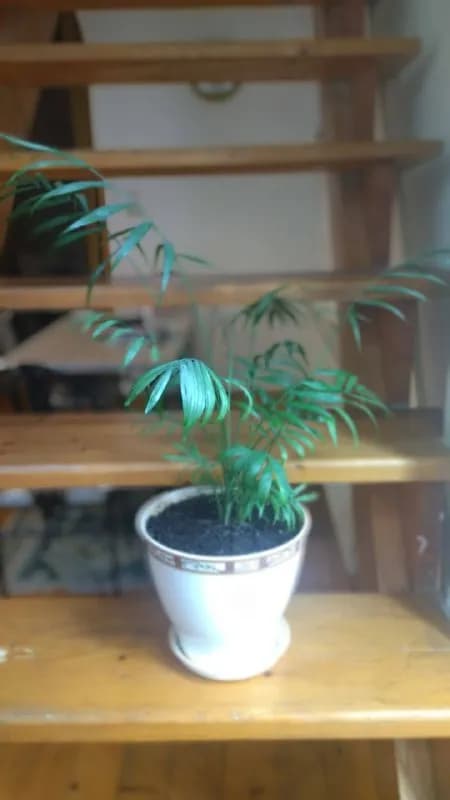 Пальма Хамедорея с горшком — Тбилиси — 30 ₾