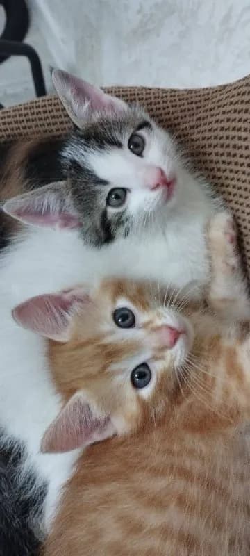 Отдаю котят бесплатно в добрые руки — Батуми