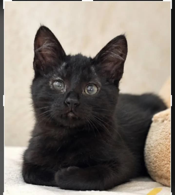Котята ищут дом — Батуми