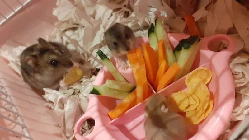 5 лари, два рыжих с красными глазами (мальч, дев) Два серо-белых (девочки) — Батуми — 5 ₾