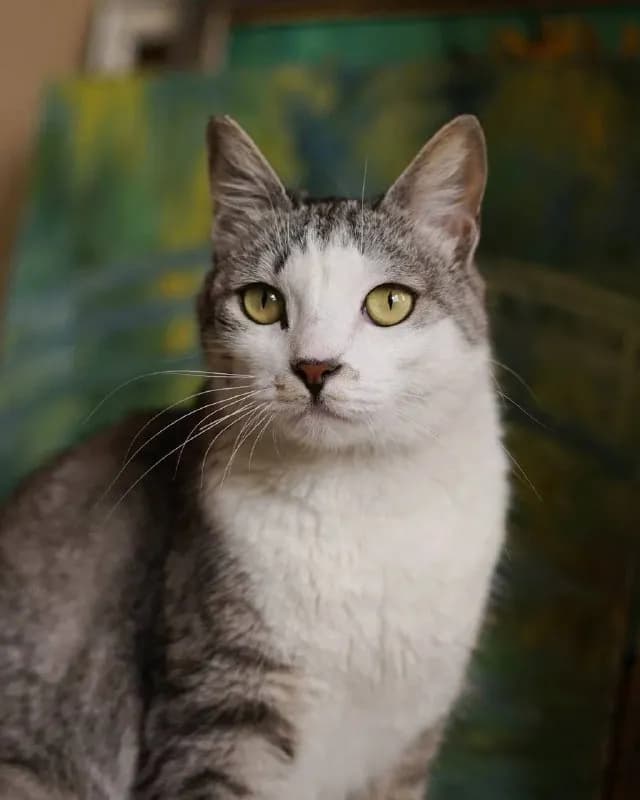 Мишель — кошка с картины Моне ✨
