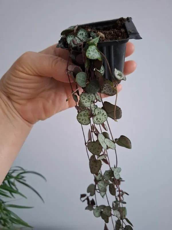 Церопегия 10 — Батуми — 70 ₾