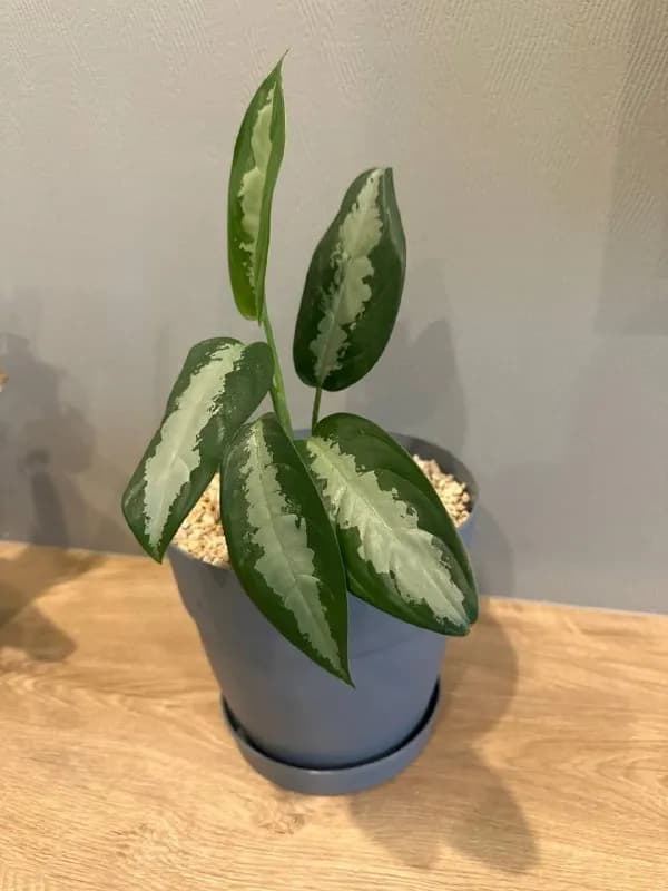 Aglaonema с очень красивыми листьями. — Батуми — 25 ₾