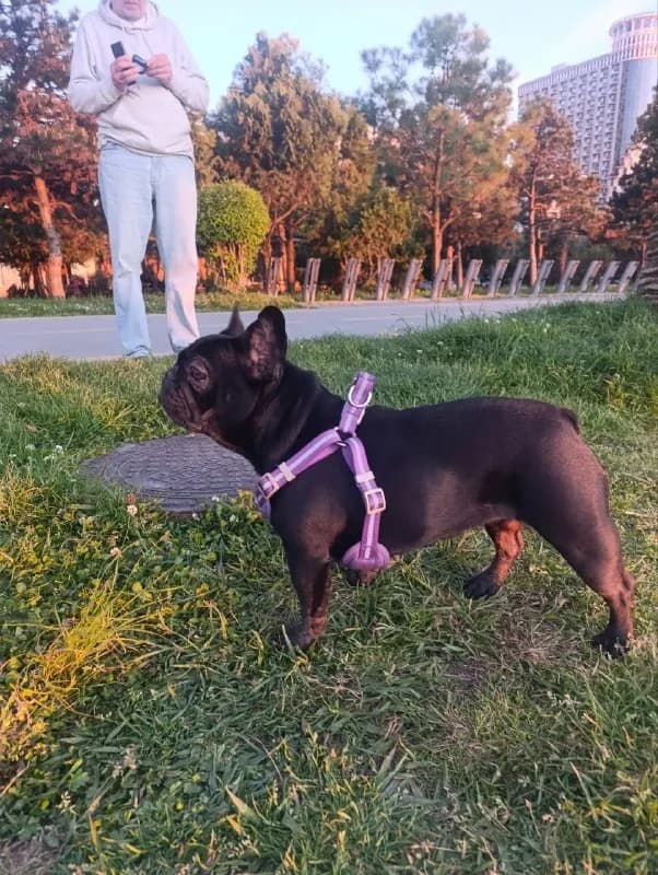 Срочно! Потерялась собака, девочка — французский бульдог 🐶